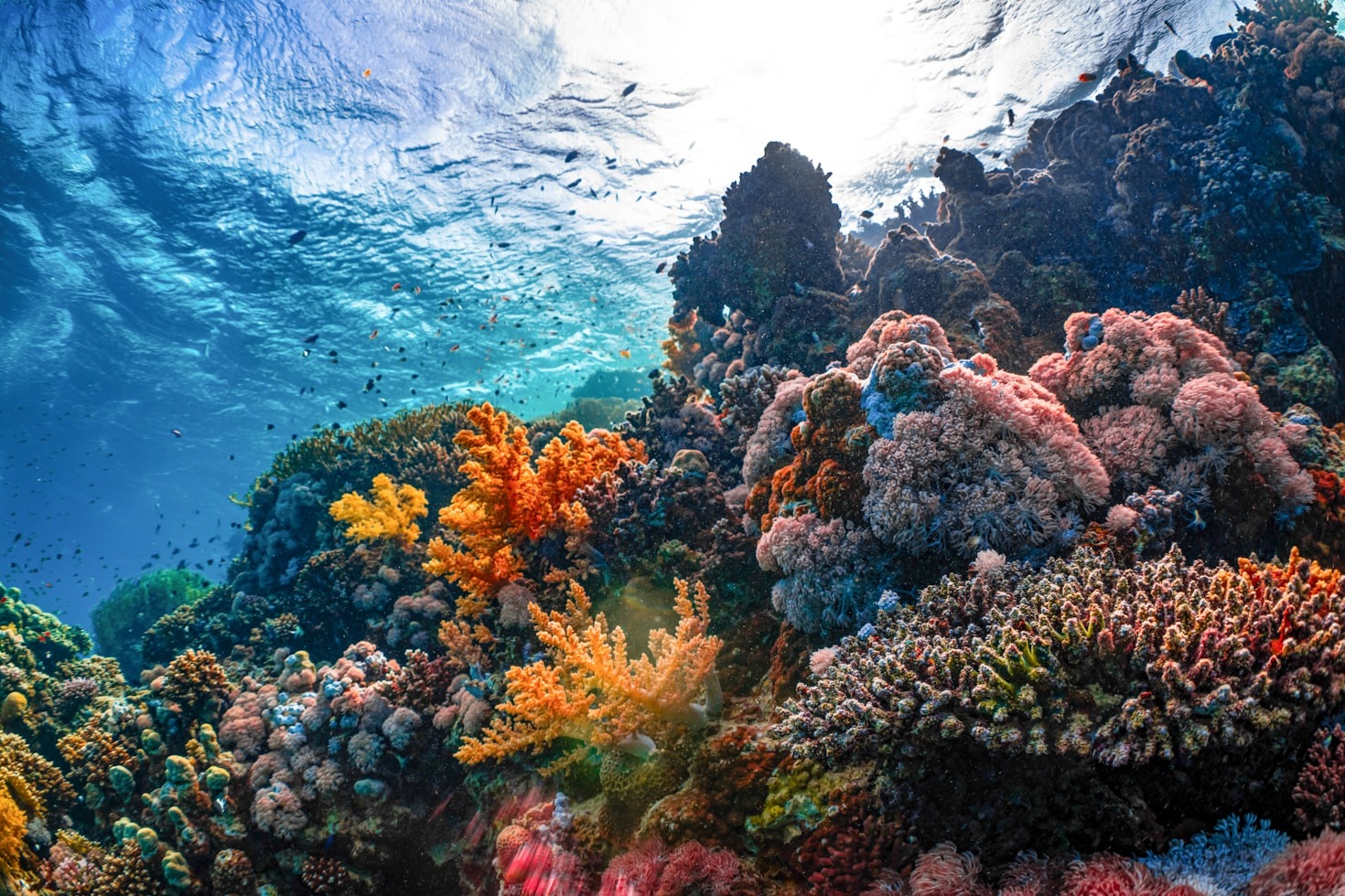 Unterwasserfotografie für Einsteiger leicht gemacht